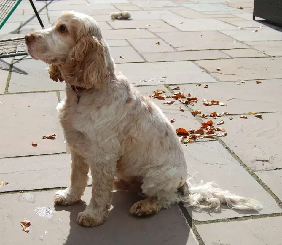 Jasper the Spaniel poses for his portrait sculpture