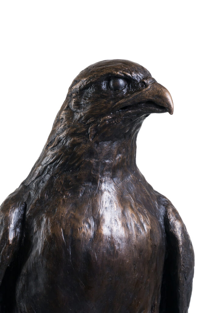 Close up Gyr Falcon statue in Bronze. A commission of a Bird Sculpture in life size by Sculptress JOEL