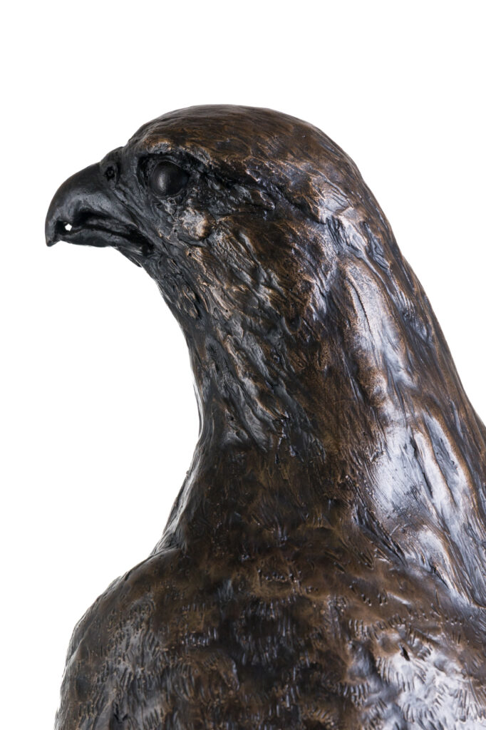 Close up of head of Gyr Falcon statue in Bronze. A commission of a Bird Sculpture in life size by Sculptress JOEL