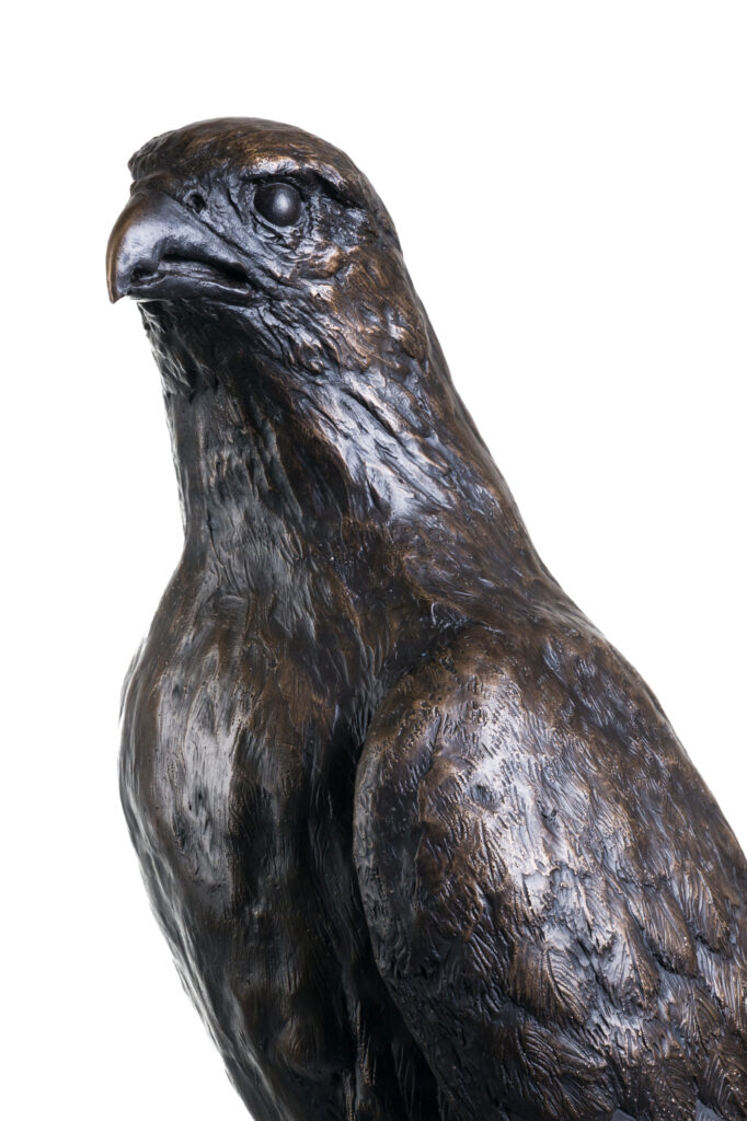 close up Gyr Falcon statue in Bronze. A commission of a Bird Sculpture in life size