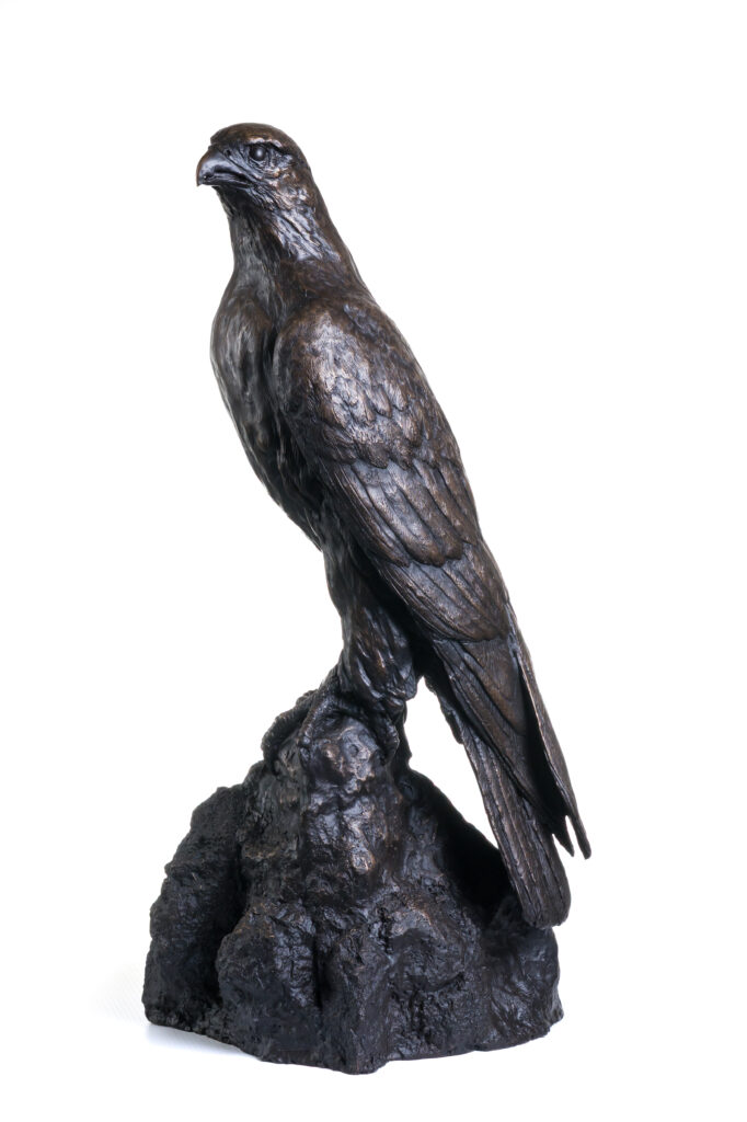 Gyr Falcon statue in Bronze. A commission of a Bird Sculpture in life size Left view
