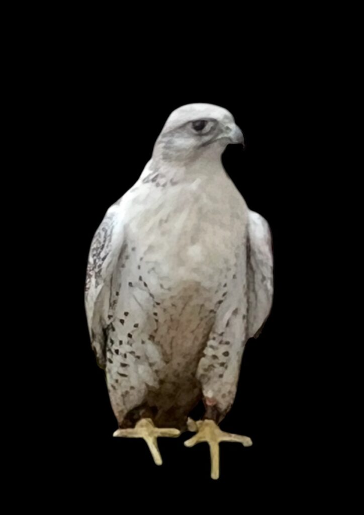 A female Gyr Falcon in White plummage