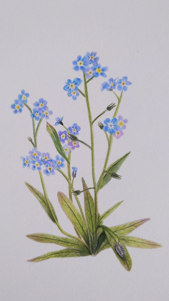 Forget me not illustration for the Wren Story by J G Walker