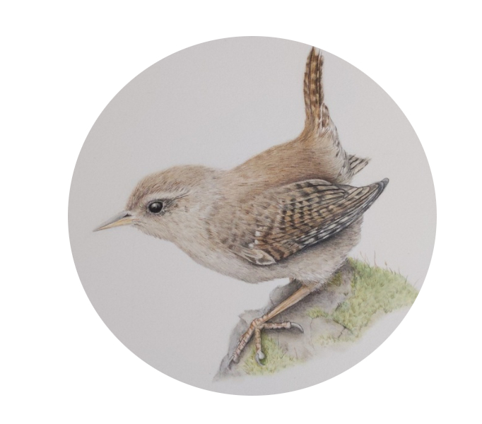 Mother Wren Illustration by Katie Hill Lines for book by J G Walker