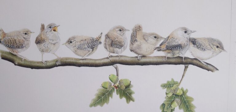 Illustration of the wren Story for the Book and Sculpture Trail by Joel Walker