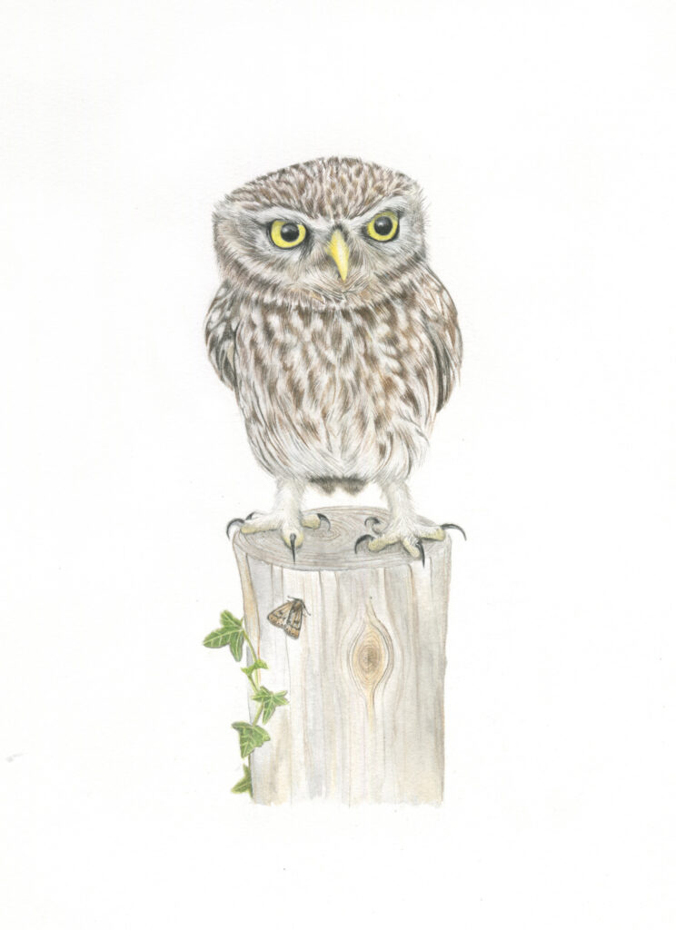 Little Owl Wren Story  by J G Walker Illustration KHL